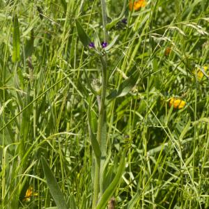Photographie n°772794 du taxon Anchusa officinalis L. [1753]
