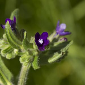 Photographie n°772795 du taxon Anchusa officinalis L. [1753]