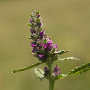 Photographie n°772796 du taxon Betonica officinalis L. [1753]