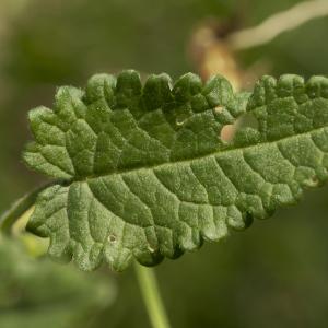 Photographie n°772799 du taxon Betonica officinalis L. [1753]