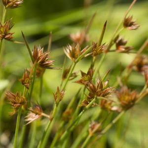 Photographie n°772815 du taxon Juncus capitatus Weigel [1772]