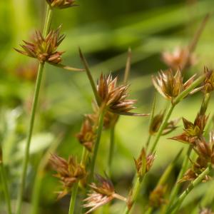 Photographie n°772816 du taxon Juncus capitatus Weigel [1772]