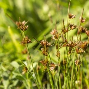 Photographie n°772818 du taxon Juncus capitatus Weigel [1772]