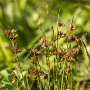 Photographie n°772819 du taxon Juncus capitatus Weigel [1772]