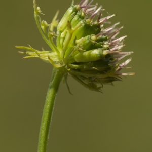 Photographie n°772821 du taxon Oenanthe peucedanifolia Pollich [1776]