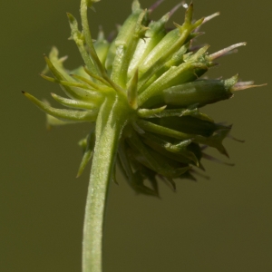 Photographie n°772822 du taxon Oenanthe peucedanifolia Pollich [1776]