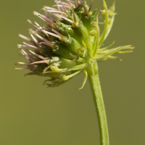 Photographie n°772823 du taxon Oenanthe peucedanifolia Pollich [1776]