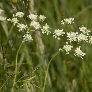 Photographie n°772824 du taxon Oenanthe peucedanifolia Pollich [1776]