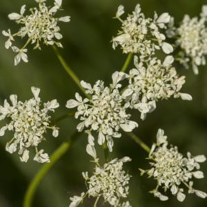 Photographie n°772825 du taxon Oenanthe peucedanifolia Pollich [1776]