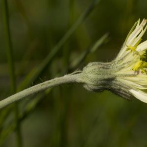 Photographie n°772829 du taxon Pilosella officinarum Vaill. [1754]