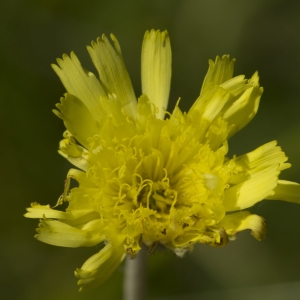 Photographie n°772831 du taxon Pilosella officinarum Vaill. [1754]