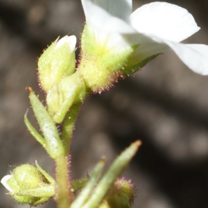 Photographie n°772835 du taxon Saxifraga granulata L. [1753]