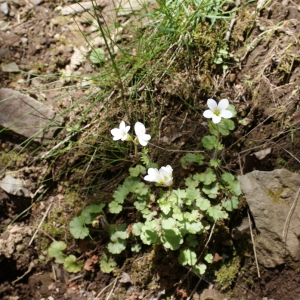 Photographie n°772840 du taxon Saxifraga granulata L. [1753]