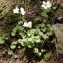  Liliane Roubaudi - Saxifraga granulata L. [1753]