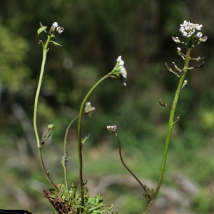 Photographie n°772846 du taxon Teesdalia nudicaulis (L.) R.Br.