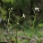  Liliane Roubaudi - Teesdalia nudicaulis (L.) R.Br.