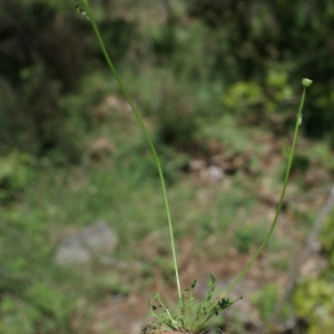 Photographie n°772849 du taxon Teesdalia nudicaulis (L.) R.Br.