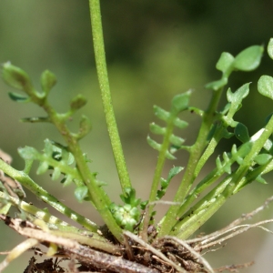 Photographie n°772850 du taxon Teesdalia nudicaulis (L.) R.Br.