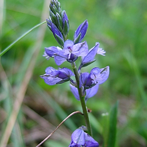 Photographie n°772900 du taxon Polygala vulgaris L. [1753]