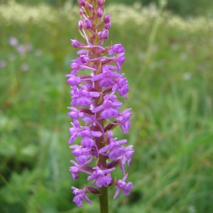 Photographie n°772905 du taxon Gymnadenia conopsea (L.) R.Br. [1813]