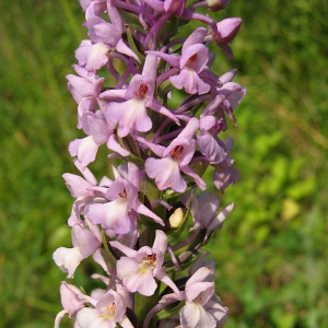 Photographie n°772906 du taxon Gymnadenia conopsea (L.) R.Br. [1813]