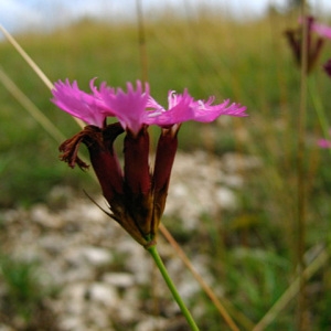 Photographie n°772908 du taxon Dianthus carthusianorum L. [1753]