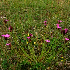 Photographie n°772910 du taxon Dianthus carthusianorum L. [1753]