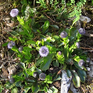 Photographie n°772912 du taxon Globularia vulgaris L. [1753]