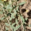  Liliane Roubaudi - Helianthemum hirtum (L.) Mill. [1768]