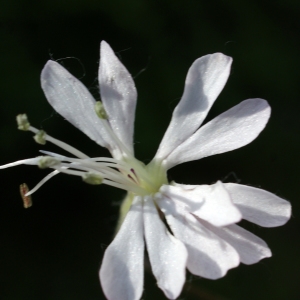 Photographie n°773158 du taxon Silene italica (L.) Pers. [1805]