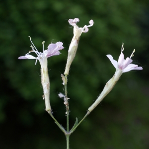 Photographie n°773160 du taxon Silene italica (L.) Pers. [1805]