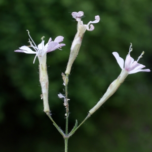 Photographie n°773161 du taxon Silene italica (L.) Pers. [1805]