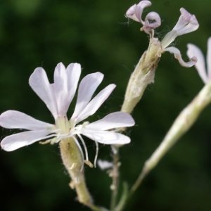 Photographie n°773164 du taxon Silene italica (L.) Pers. [1805]