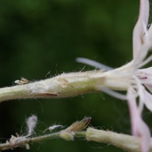 Photographie n°773168 du taxon Silene italica (L.) Pers. [1805]
