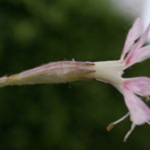 Photographie n°773169 du taxon Silene italica (L.) Pers. [1805]