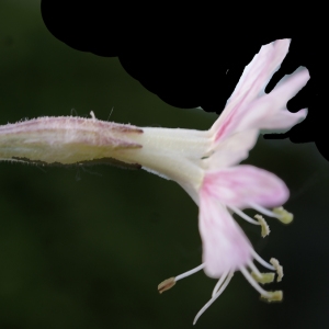 Photographie n°773170 du taxon Silene italica (L.) Pers. [1805]