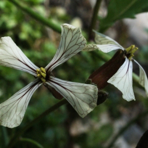 Photographie n°773175 du taxon Eruca sativa Mill. [1768]