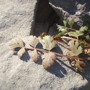 Photographie n°773292 du taxon Ptychotis saxifraga (L.) Loret & Barrandon [1876]