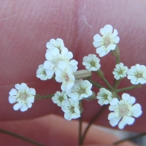 Photographie n°773299 du taxon Ptychotis saxifraga (L.) Loret & Barrandon [1876]