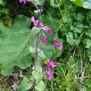 Photographie n°773383 du taxon Lunaria annua f. annua