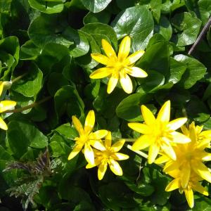 Ficaria ranunculoides Roth (Ficaire)