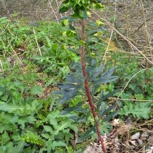 Photographie n°773388 du taxon Euphorbia amygdaloides subsp. amygdaloides