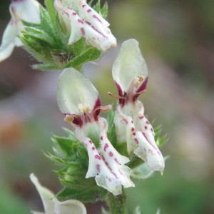 Photographie n°773455 du taxon Stachys recta L. [1767]