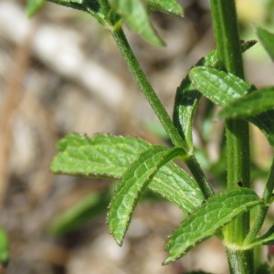 Photographie n°773459 du taxon Stachys recta L. [1767]