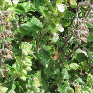 Photographie n°773471 du taxon Teucrium flavum L. [1753]