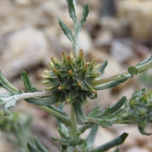 Photographie n°773490 du taxon Filago pyramidata L. [1753]