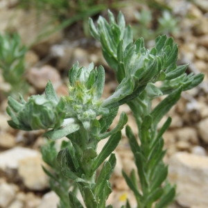 Photographie n°773491 du taxon Filago pyramidata L. [1753]