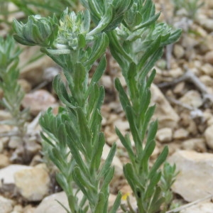 Photographie n°773492 du taxon Filago pyramidata L. [1753]