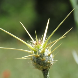 Photographie n°773493 du taxon Centaurea solstitialis L. [1753]