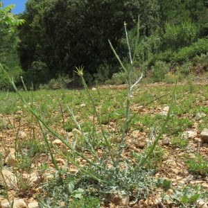 Photographie n°773495 du taxon Centaurea solstitialis L. [1753]